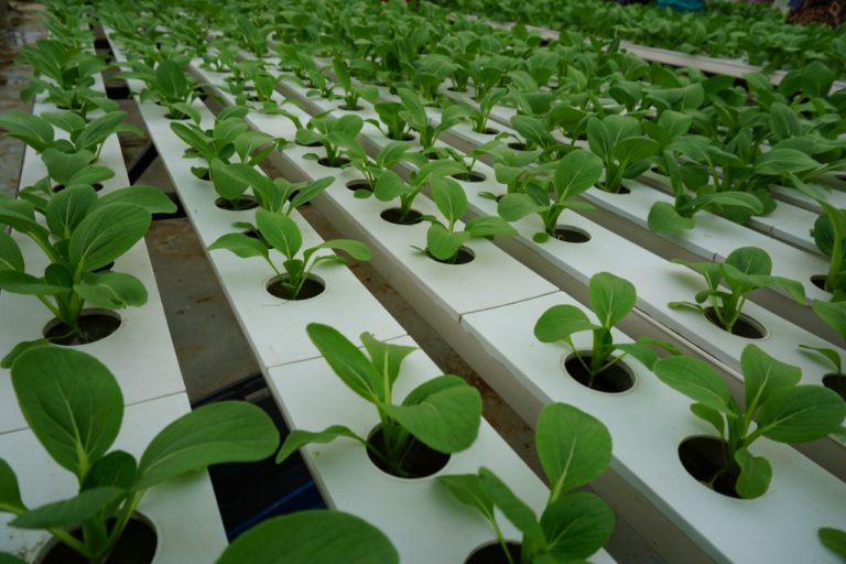 Gedor Horti; Strategi Masif Wujudkan Gratieks
