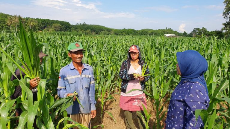 Petani Tanah Laut Optimis Program Korporasi Benih Kementan Berhasil