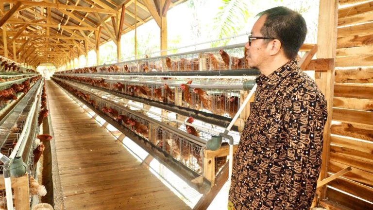 LPDB Bakal Kucurkan Dana Bergulir untuk Perternak Ayam di Lampung