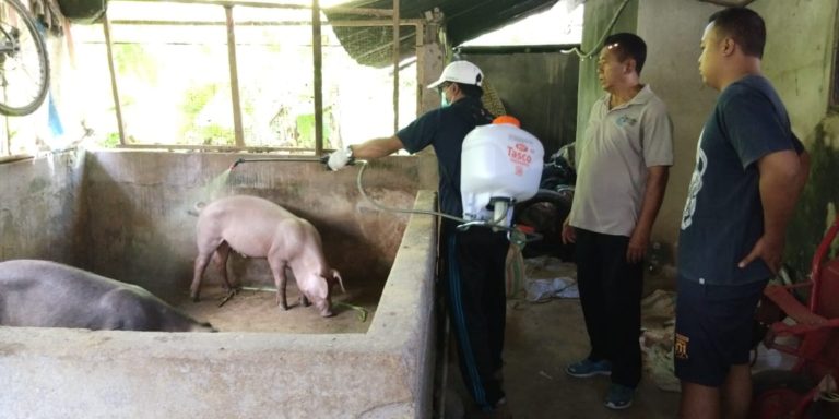 Pemda Bali dan Kementan Tangani Kasus Kematian Babi