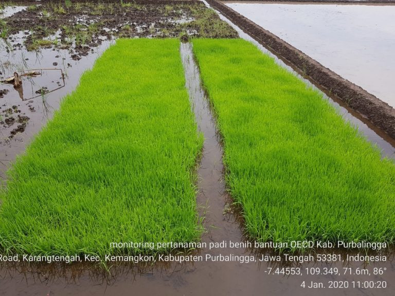 Distribusi Benih Kunci Pengembangan Mutu Benih