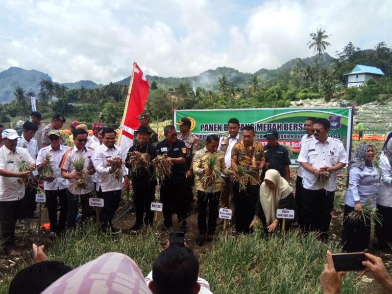 Kementan Dorong Produksi Bawang Merah Berkualitas di Enrekang