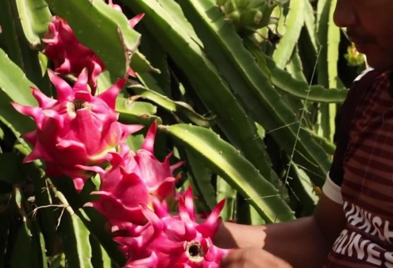Kementan Dorong Petani Penuhi Pasar Domestik dengan Buah Bermutu