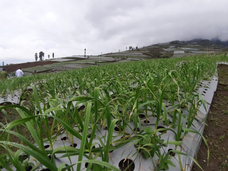 Efek EWS; Petani Panen Raya, Stok Terjaga