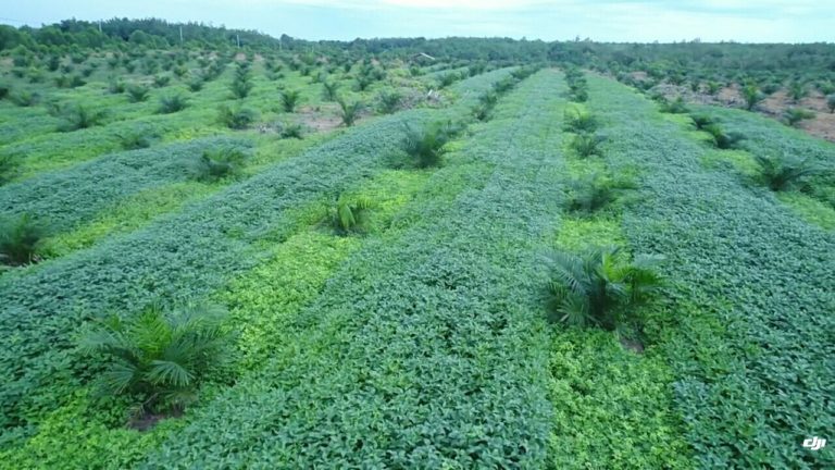 Petani Kabupaten Pali Sukses Kembangkan Benih Kedelai Berkat Tumpangsari Sawit