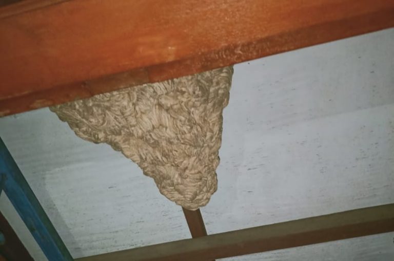 Petugas Damkar Depok Evakuasi Sarang Tawon di Rumah Warga