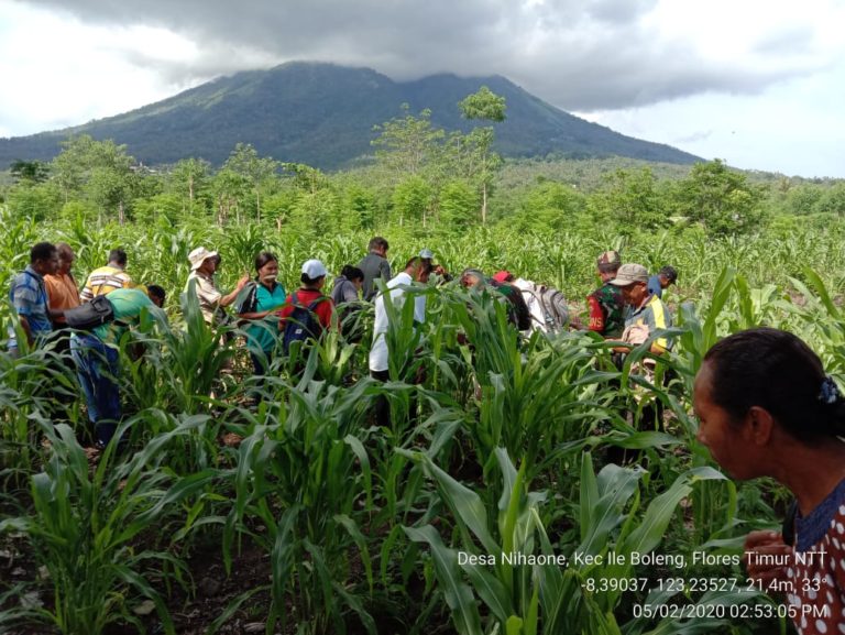 Kementan Terus Berupaya Kendalikan Hama Ulat Grayak di Kabupaten Flores Timur