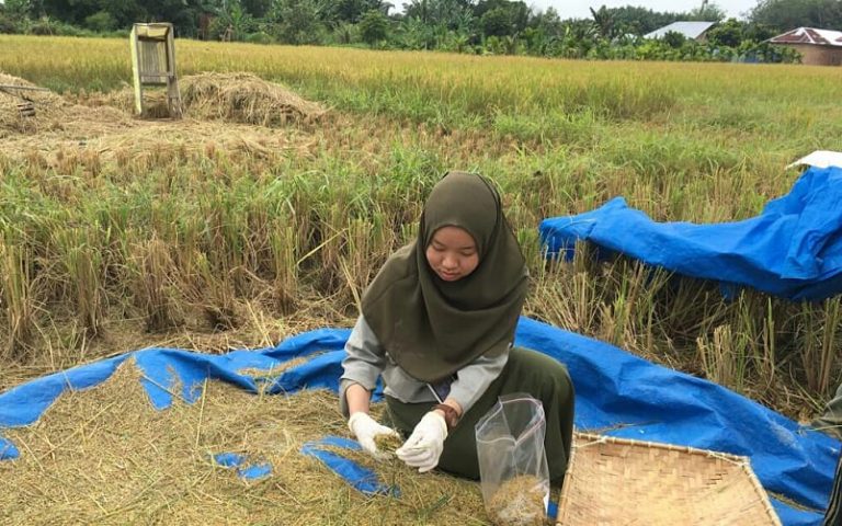 Pastikan Keamanan Produk, Kementan Pantau Kadar Residu Pestisida Pada Beras