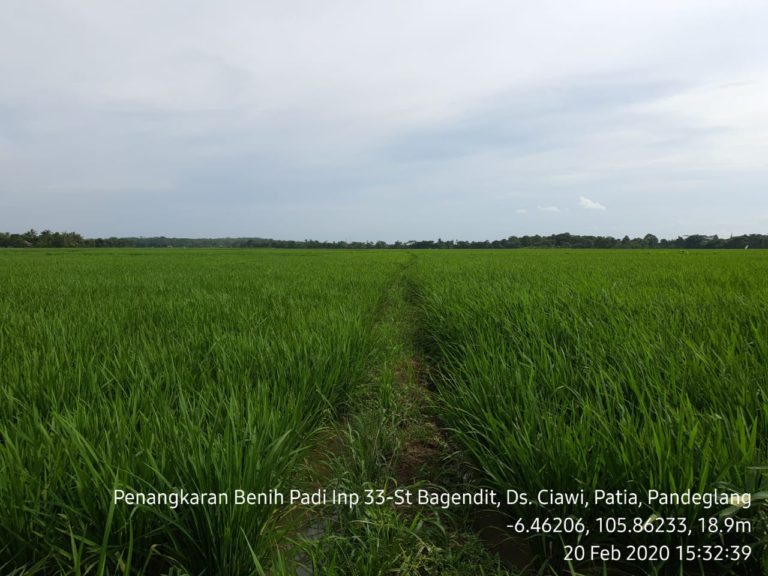Sejak 2019, Kementan Kembangkan Penangkaran Benih di Pandeglang