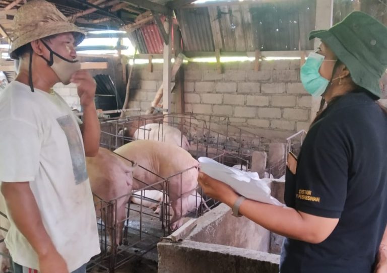 Kementan Awasi  Pemotongan Babi untuk Perayaan Galungan dan Kuningan di Bali