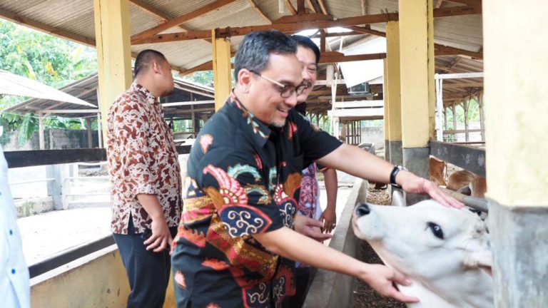 LPDB Siap Salurkan Dana Bergulir untuk Peternak Sapi Lampung