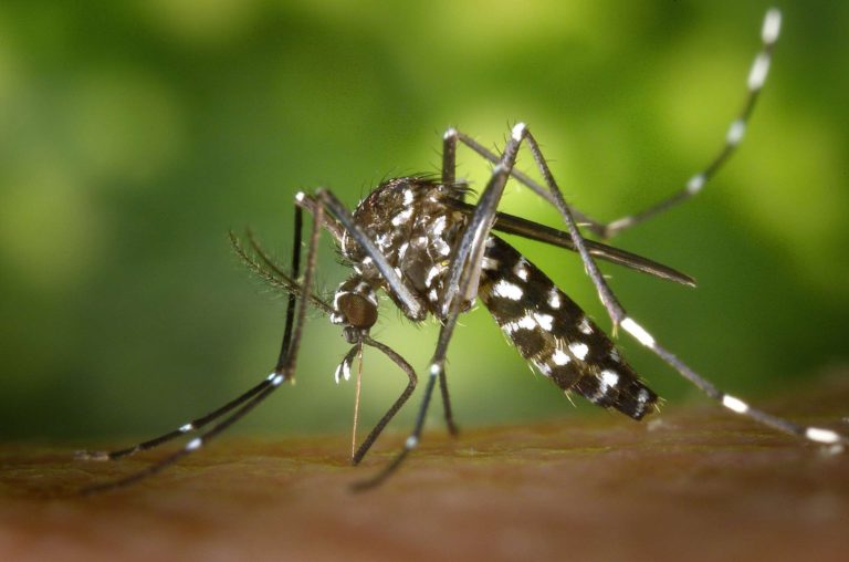 Sorong Selatan jadi Kabupaten Pertama di Papua Bebas Malaria
