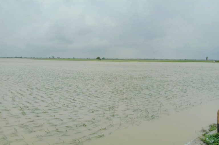 Kementan Tinjau Sawah Terdampak Banjir di Indramayu