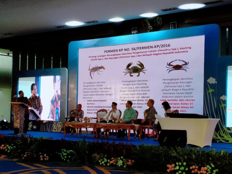 Ditopang Budidaya, Usaha Ekspor Benih Lobster Indonesia Diyakini Mampu Kalahkan Vietnam