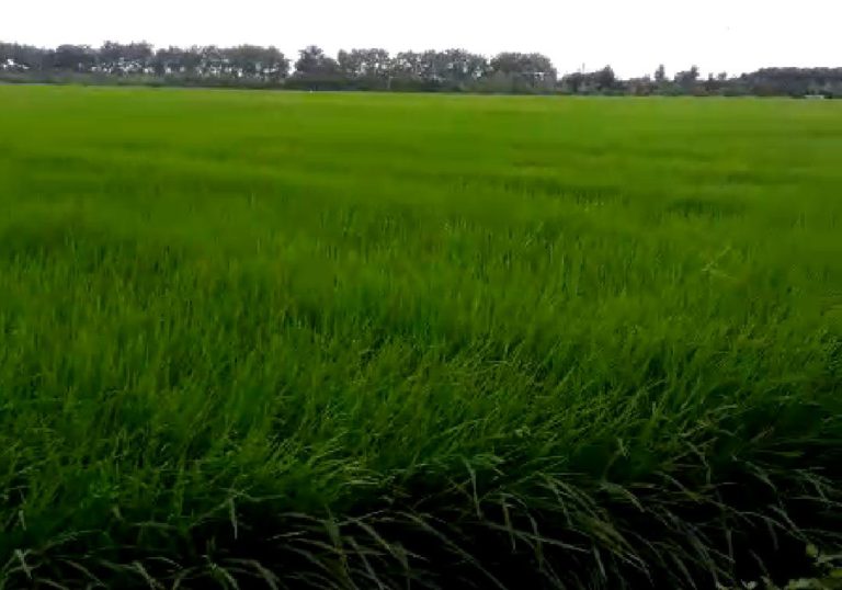 Kementan Siap Kembangkan 10 Ribu Hektar Padi Kaya Gizi