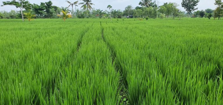Kementan Dukung NTB Menuju Pertanian Mandiri Benih Berbasis Korporasi