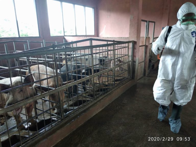 Cegah Penyebaran Kasus, Kementan Petakan Kasus Kematian Babi di NTT