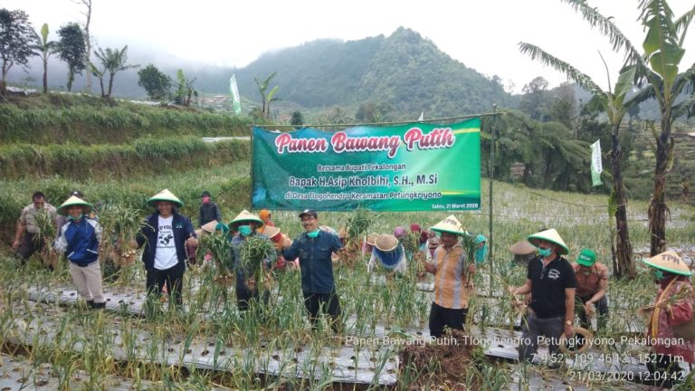 Pekalogan miliki Prospek Cerah Produksi Bawang Putih Dalam Negeri