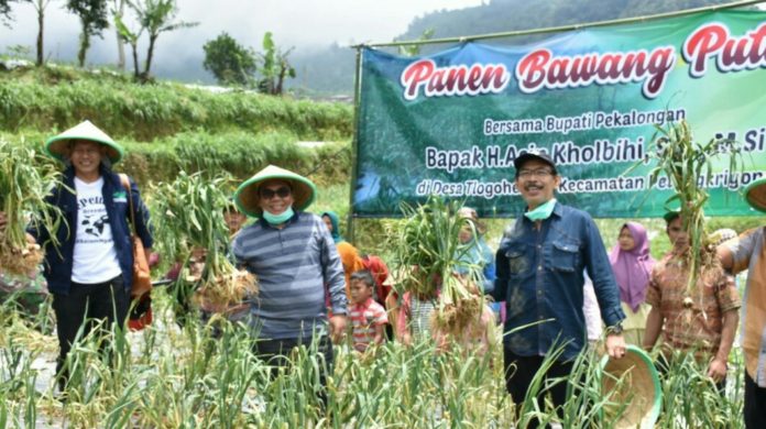 Pekalogan miliki Prospek Cerah Produksi Bawang Putih Dalam Negeri  MONITOR