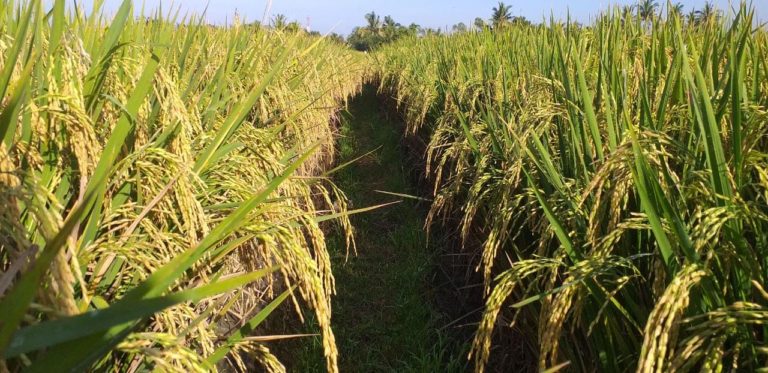 Wabah Corona Tak Surutkan Semangat Petani Padi Jambi Memanen