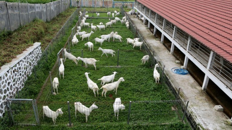 Penuhi Protein Hewani, Kementan Tambah Jumlah Kambing Saanen