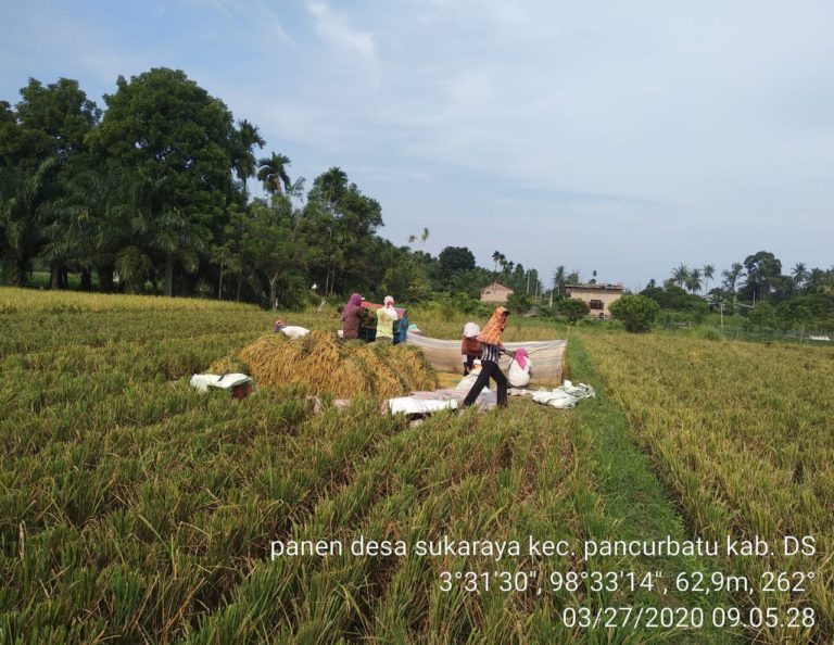Kostraling Siap Serap Gabah Petani Saat Panen Raya Maret-April 2020