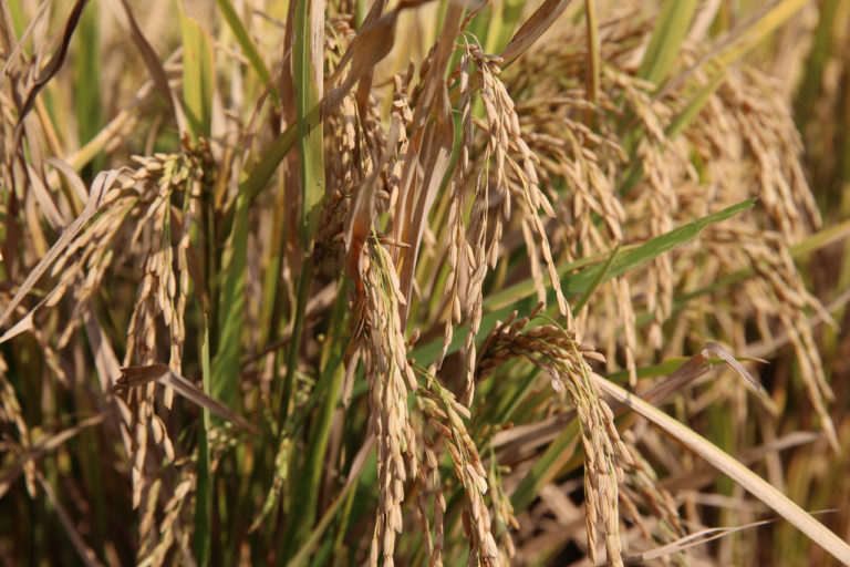 Kediri Panen Raya Padi dan Jagung Maret Hingga April