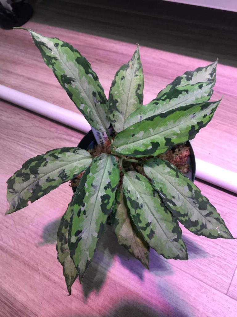 Kian ‘Seksi’, Komoditas Aglaonema Aceh Mulai Dilirik Jepang