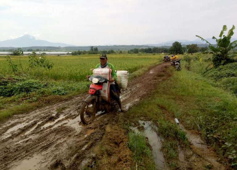Wabah Covid-19 Tak Jadi Penghalang Petani Indramayu Panen Padi dan Jagung