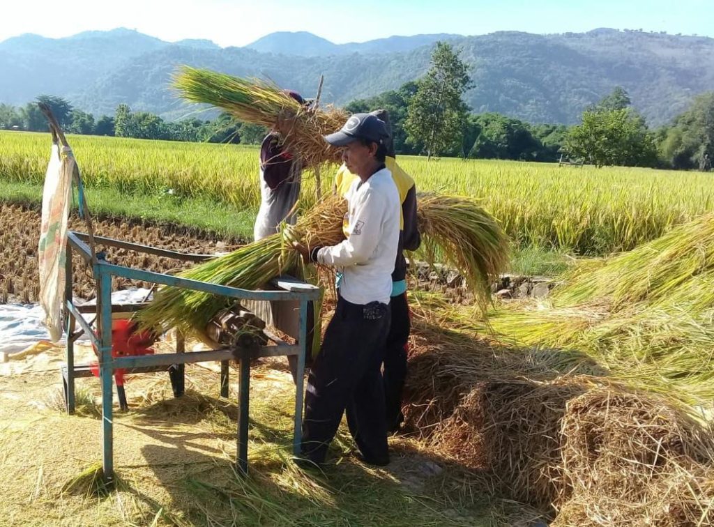 Kabupaten Bogor Panen Raya Padi Maret 12977 Dan April 11006 Hektar