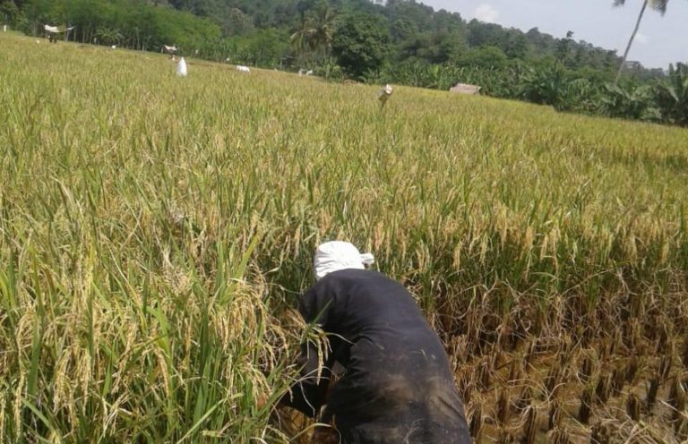 Maret Puncak Panen Padi di Kabupaten Sragen, Total Luas 21.260 Ha