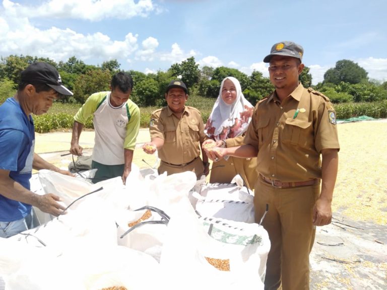 Petani Bima Panen Raya Padi di Tengah Waspada Corona