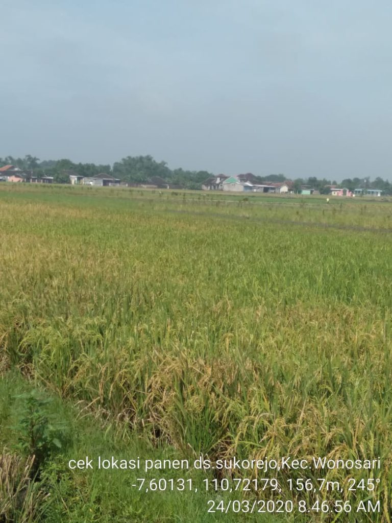 Di Tengah Wabah Covid-19, Petani Klaten Siap Pasok 90 ribu ton Beras Sampai Mei  2020