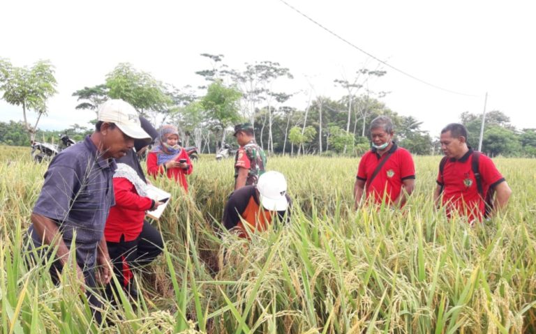 Petani Bali Tetap Memanen Padi di Tengah Pandemi Covid-19