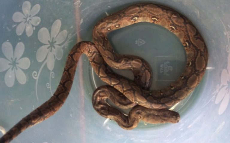 Ular Piton Sepanjang 2,5 Meter Gegerkan Warga Depok