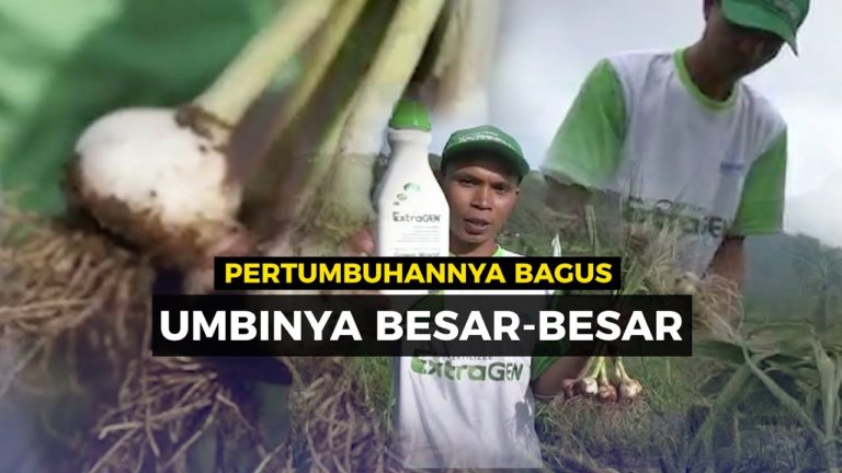 Prospek Cerah Produksi Bawang Putih Kabupaten Pekalongan