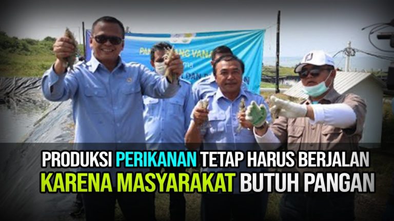 Panen Udang Vaname Ditengah Pandemi Corona; Menjaga Ketersediaan Pangan