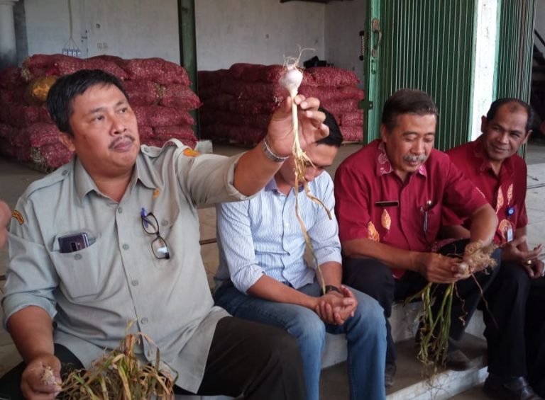 Kementan Jamin Pasokan Bawang Putih Aman Hingga Lebaran