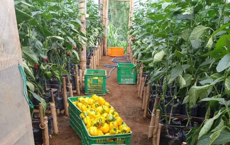 Nur Kholis, Petani Paprika yang Tetap Eksis di Tengah Pandemi Covid-19