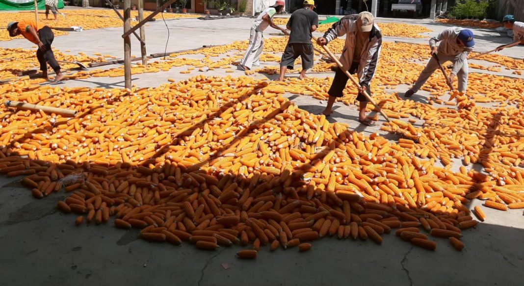 Produksi Benih Jagung Hibrida Petani Minahasa Naik 1.5 Ton Pe Hektar