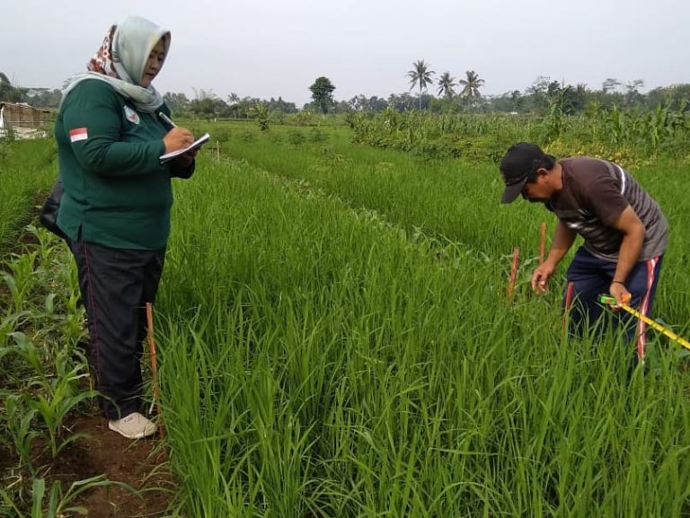Kementan Optimalisasi Pengkajian Tumpangsari Tanaman saat Covid-19