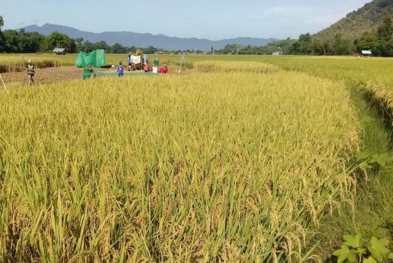 Petani Sumedang Panen Padi Hingga 12 Ton Per Hektare