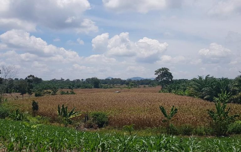 Meski Covid-19, Petani Oku Selatan Siap Panen Raya