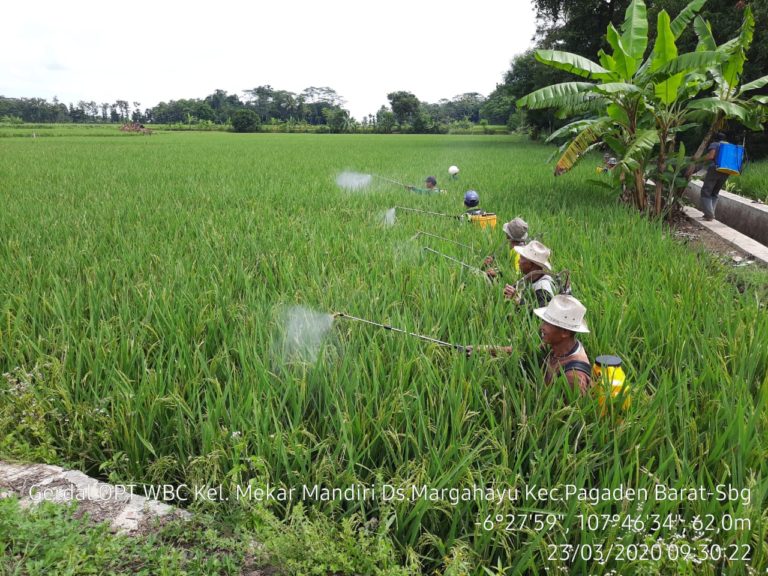 Petani Lakukan Gerdal WBC untuk Amankan Produksi Padi