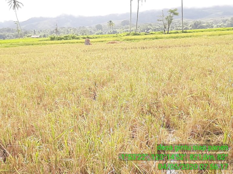 Panen 2.500 Ha, Kabupaten Poso Pastikan Stok Beras Aman saat Pandemi Covid 19