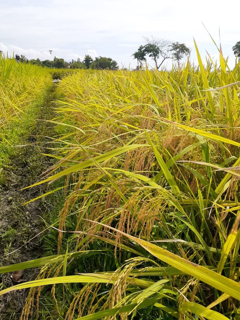 Petani Wonogiri Berhasil Produksi Beras 10,5 Ton Per Ha di Tengah Pandemi Covid-19