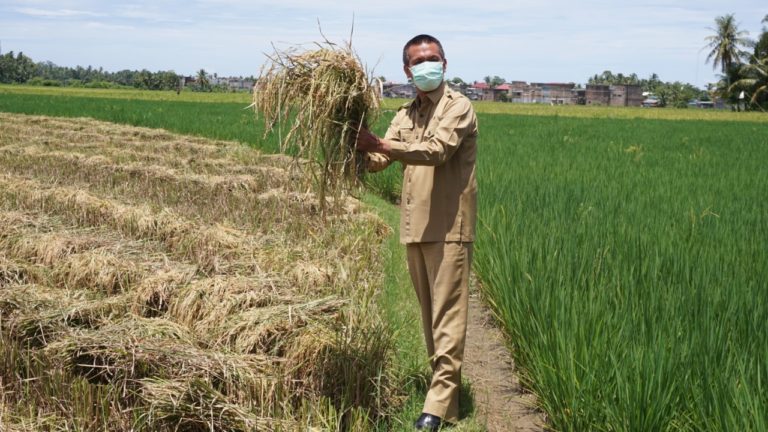 Ikut Panen Padi, Walkot Pariaman Tegaskan Stok Beras Aman Hadapi Corona dan Ramadhan