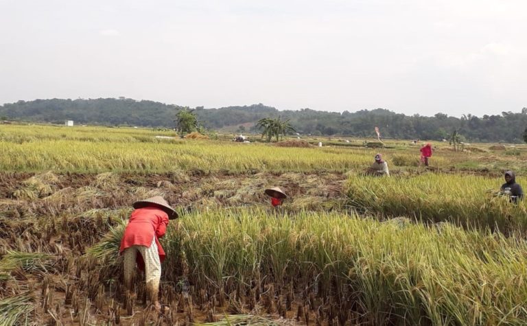 Pandemi Covid 19 Tak Ganggu Petani Minahasa Panen Raya Padi dan Jagung