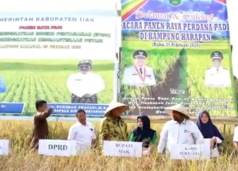 Di Masa Covid-19, Kabupaten Siak Panen Raya Padi Gogo