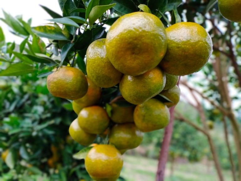 Momentum Buah Lokal Rajai Pasar di Tengah Pandemi Covid-19